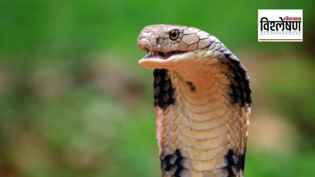 सापांची जनगणना करण्यामागचे नेमके कारण काय? ते जाणून घेऊ... (फोटो सौजन्य @freepik) सापांची जनगणना करण्यामागचे नेमके कारण काय? ते जाणून घेऊ... (फोटो सौजन्य @freepik)