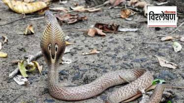 Madhya Pradesh government decides to census king cobras (Photo Indian Express)
