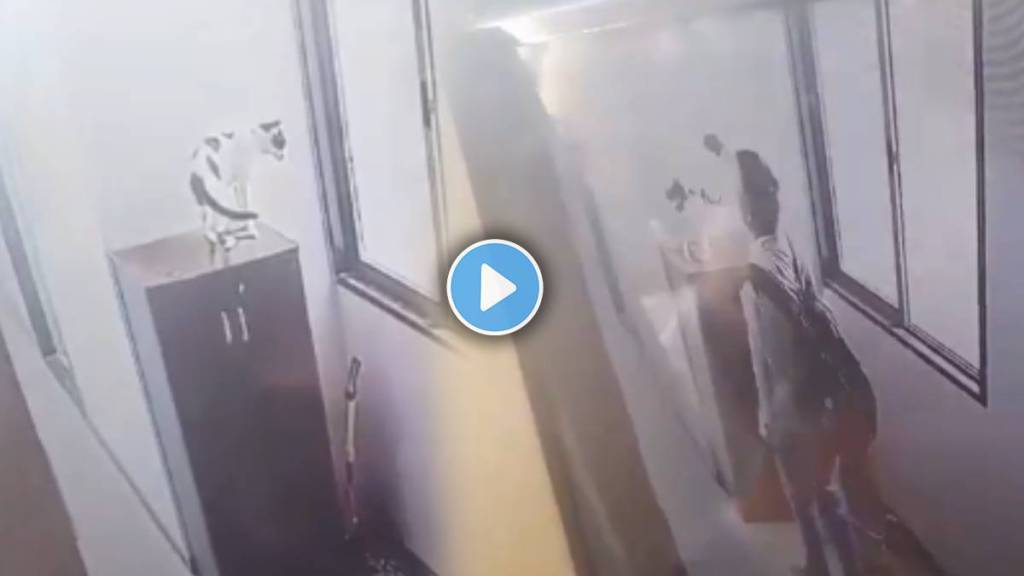 Video Shows Man Throws Off Cat From 9th Floor