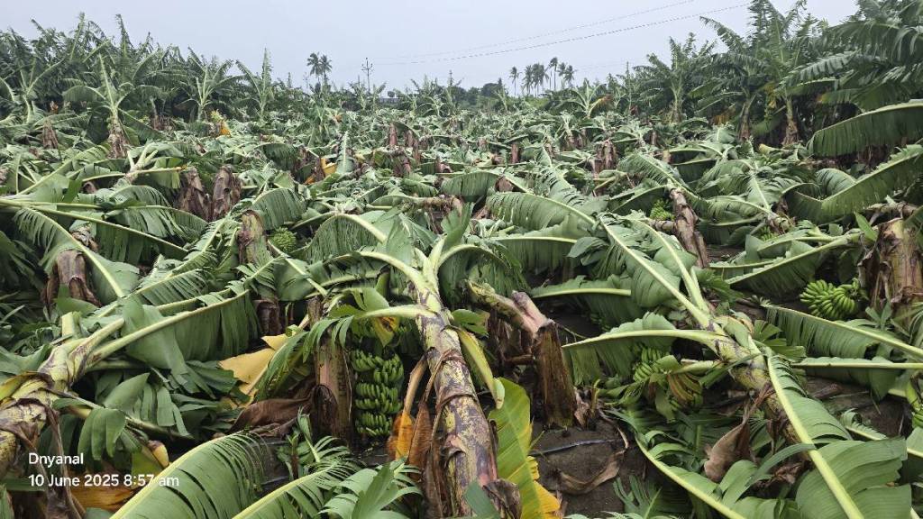 Heavy rainfall in Nanded brings damage to banana orchards