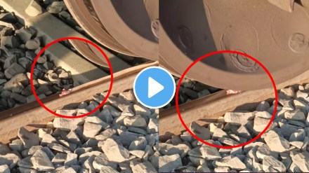 snake crushed on railway track