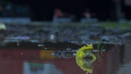 Indian Bull Frog Indian Bull Frog