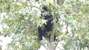 wild bear entered a field climbed a banyan tree