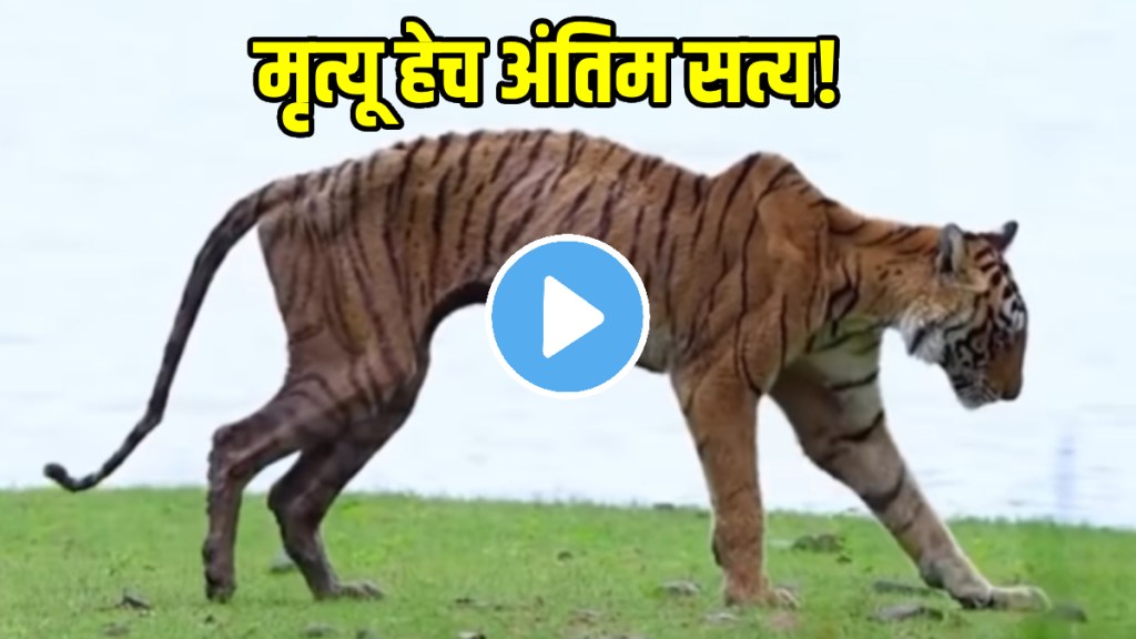 Tigress Arrowheads Final Walk Before Death Captured In Emotional Video Viral