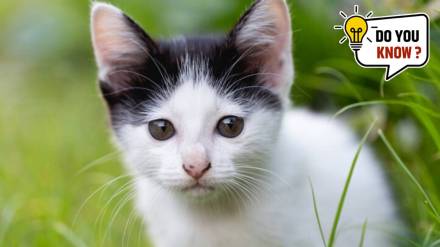 smallest animals on Earth