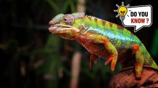 Animal Color Change