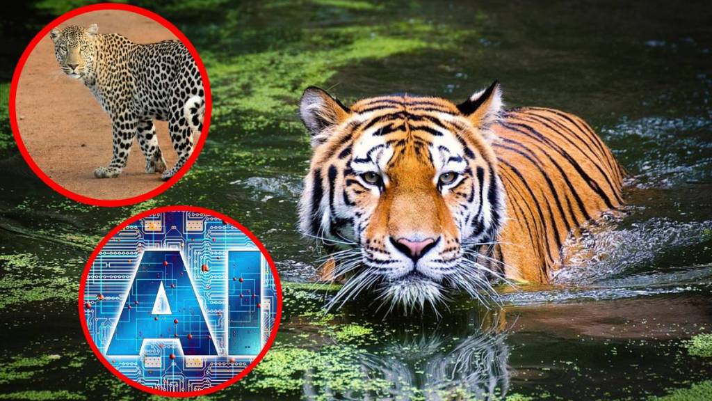 Tiger, leopard attacks , AI based alert system,
