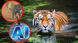 Tiger, leopard attacks , AI based alert system,