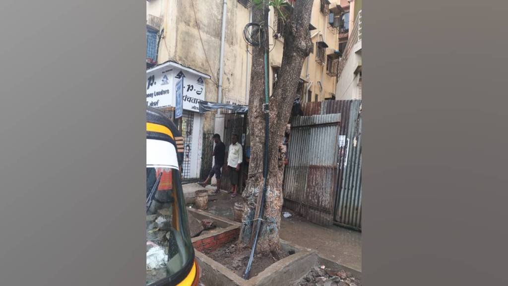 Trees are seen entangled in cable wires Trees are seen entangled in cable wires