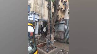 Trees are seen entangled in cable wires