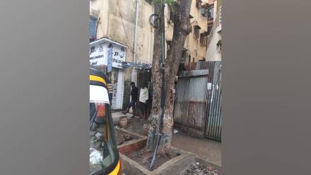 Trees are seen entangled in cable wires
