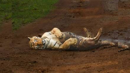 nagpur Chhota Matka rules Tadoba having killed three tigers that entered his territory