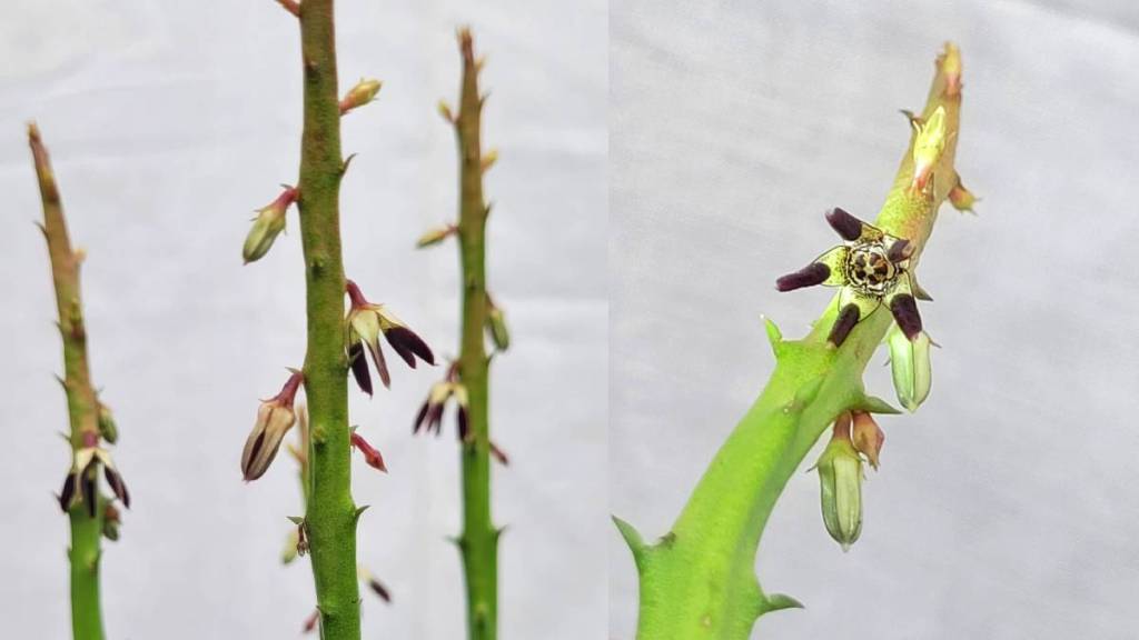 Rare double faced monkey horn found near Veterinary College in Udgir Latur Maharashtra reserves Rare double faced monkey horn found near Veterinary College in Udgir Latur Maharashtra reserves