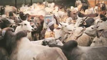 Pathardi bandh by Hindutva groups protesting cow vigilante attack saw good response Thursday