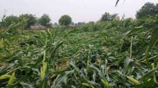 Storms and rains in Vasmat Kalamanuri talukas damaged fruit crops extensively in fields