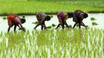 Kharif sowing begins in northern district but southern land remains wet from heavy rain