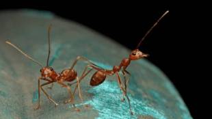 How to get rid of ants permanently