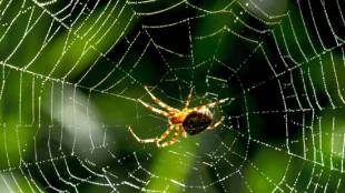 how to remove spider