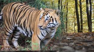 vidarbh tiger and jungle safari branding in malta