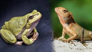 Contrasting behavior of frogs and lizards in monsoon