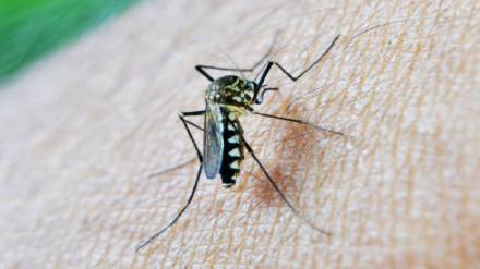 How to get rid of insects
