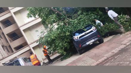 35 trees fell in the city and 11 vehicles damaged in three days