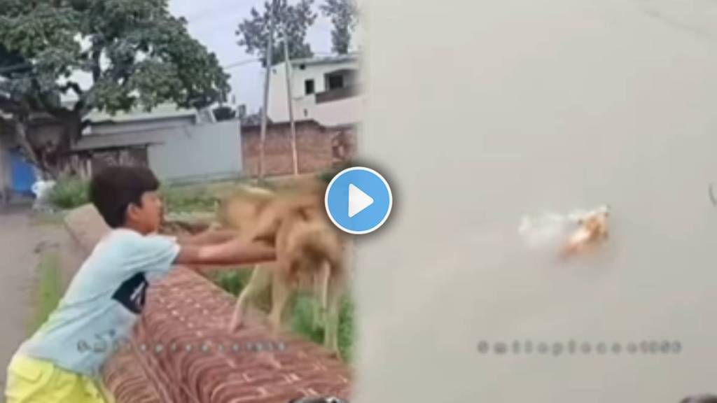 A little boy pushed a stray dog ​​into the river