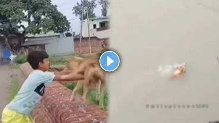 A little boy pushed a stray dog ​​into the river