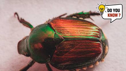 five rare colorful insects of the world
