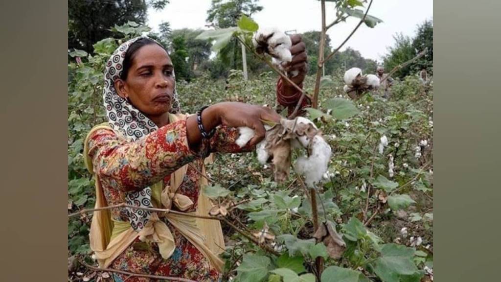 htbt cotton, seed ban fertilizer crisis