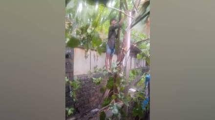 tree branch falls in Thane, Woman and child injured Thane, tree branch falls , Thane latest news,