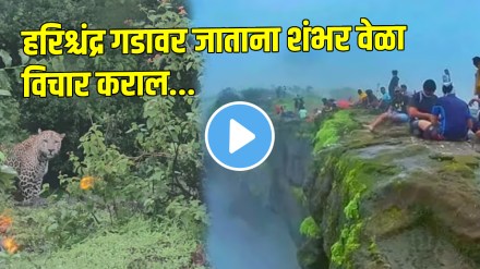 Leopards at Harishchandra Fort shocking video