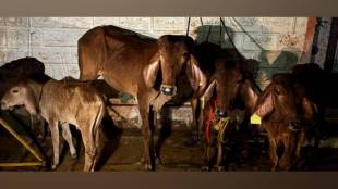 Banda Police action against illegal cattle transport from Goa to Sangli near Banda Check Post