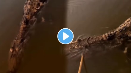 Shocking video Crocodile Acts Dead Then Suddenly Attacks