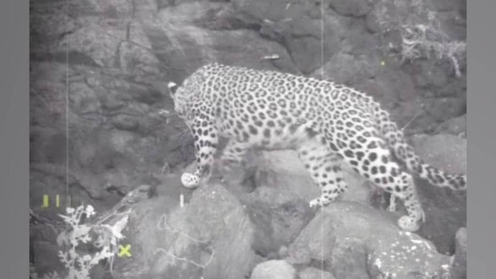 Leopard activity observed for two days in Dehne Gunde forests Sahyadri range Thane