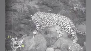 Leopard activity observed for two days in Dehne Gunde forests Sahyadri range Thane