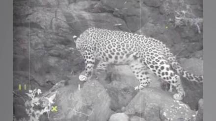 Leopard activity observed for two days in Dehne Gunde forests Sahyadri range Thane