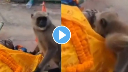 Langur Mourns Death Of Man Who Fed Him; Emotional Video From Jharkhand's Deoghar Goes Viral