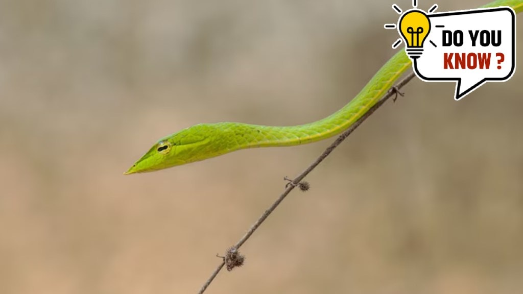 Know about the snakes that can ‘fly’ Scientists finds how the flying snakes glide through air Know about the snakes that can ‘fly’ Scientists finds how the flying snakes glide through air