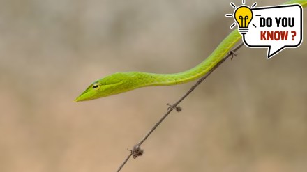 Know about the snakes that can ‘fly’ Scientists finds how the flying snakes glide through air