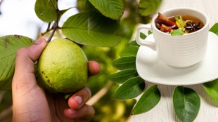 How To Make Guava Leaf Tea To Manage Blood Sugar Levels Naturally Blood sugar warning signs in body