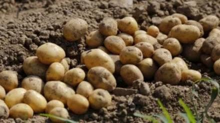 International Potato Research Centre at Singhana near Agra