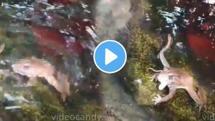 Frog and snake video Frog and snake video