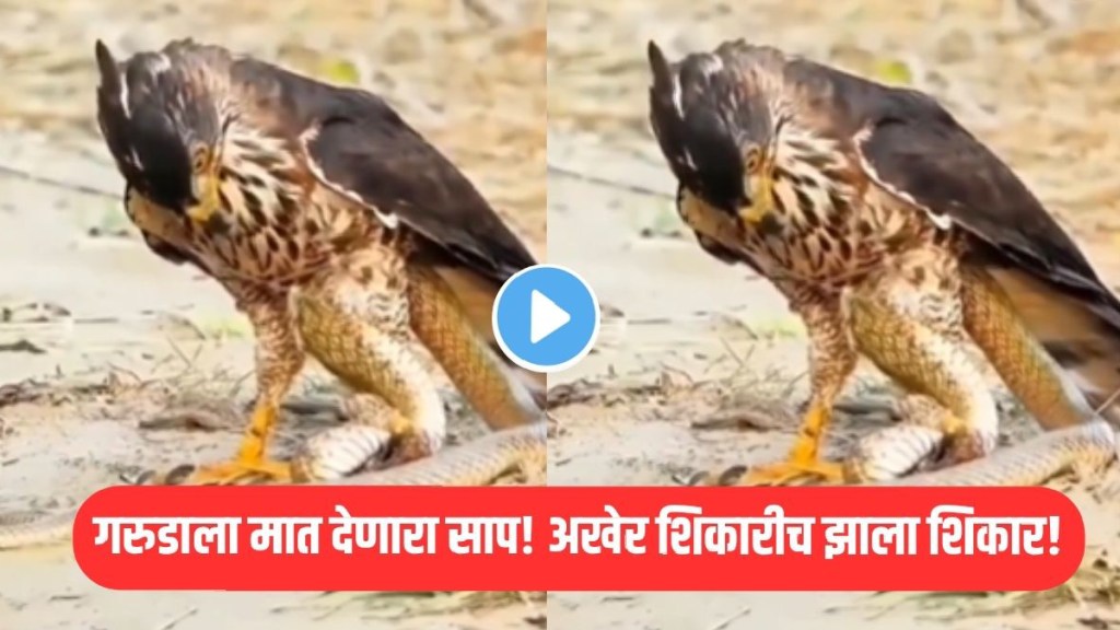 caught on camera snake wraps around eagle