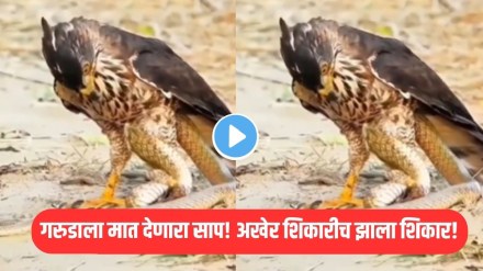 caught on camera snake wraps around eagle