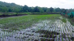 Paddy crop cultivation on five thousand hectares in Thane district