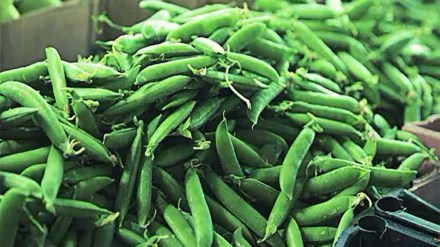 Pea prices increase as arrivals of peas in the market decrease pune