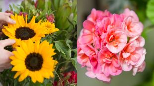 Top 10 Rainy Season Flowers