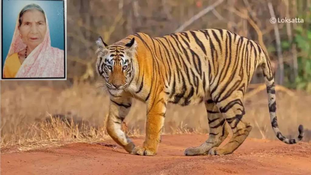 A woman who went to Deloda forest in Porla forest area was killed by a tiger