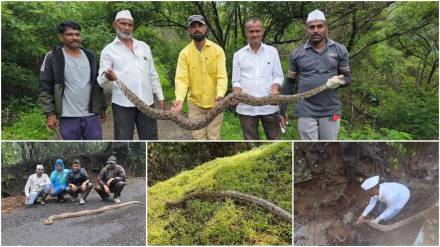 Python rescue operations in maval news in marathi